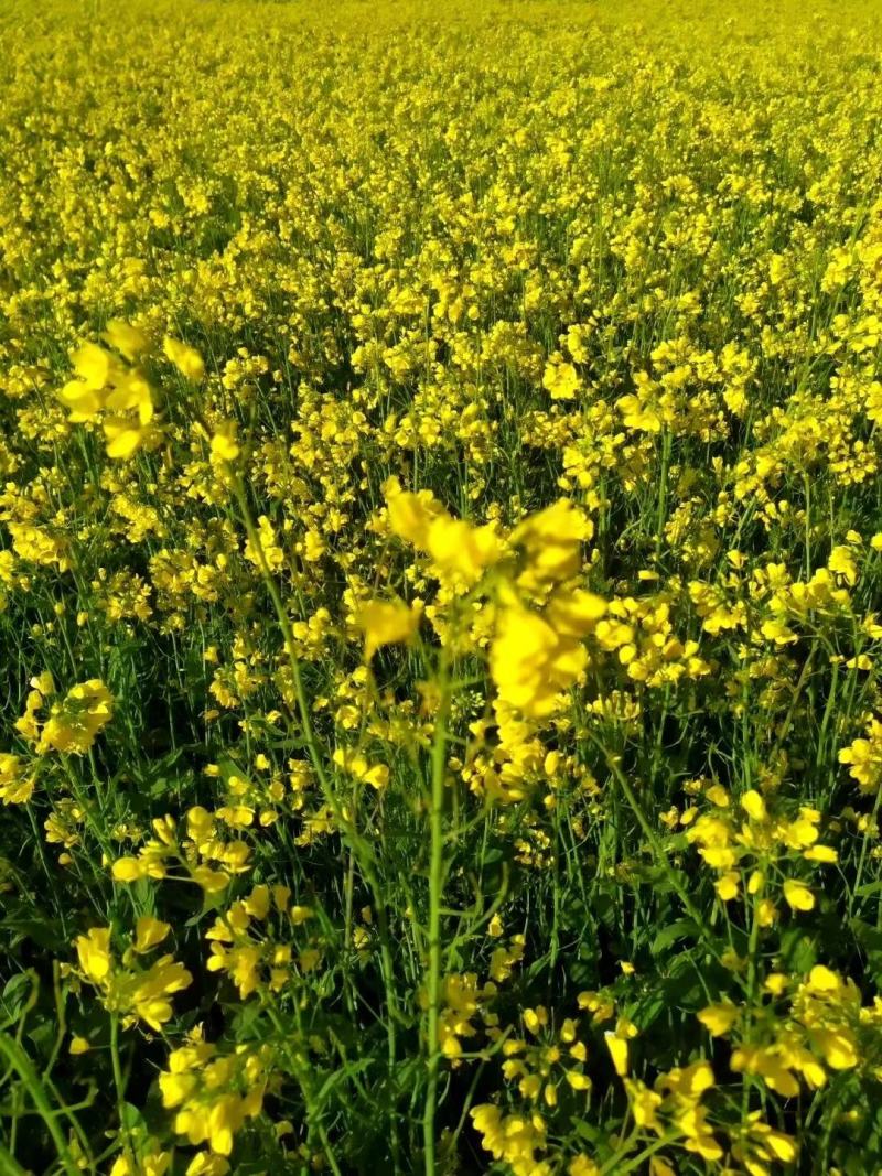 2022新《纯油菜花粉》包邮粉纯粉杂粉颗粒大质量上等