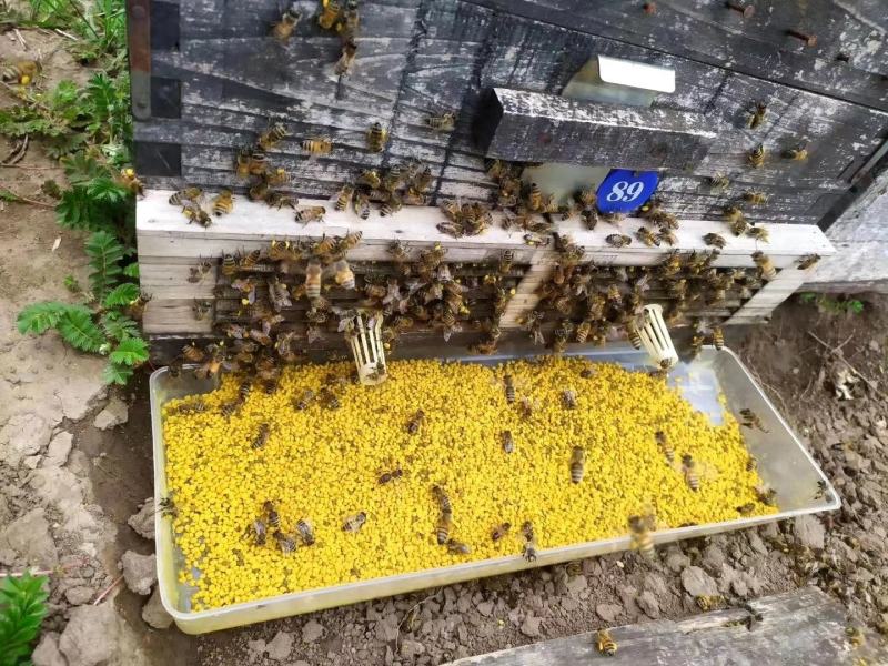 2022新《纯油菜花粉》包邮粉纯粉杂粉颗粒大质量上等