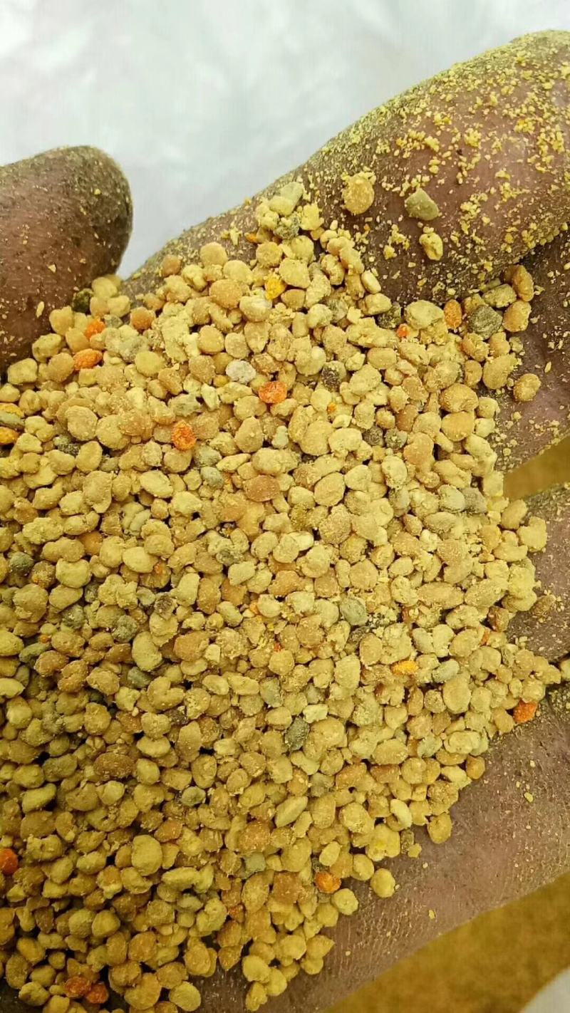 2022新《纯油菜花粉》包邮粉纯粉杂粉颗粒大质量上等