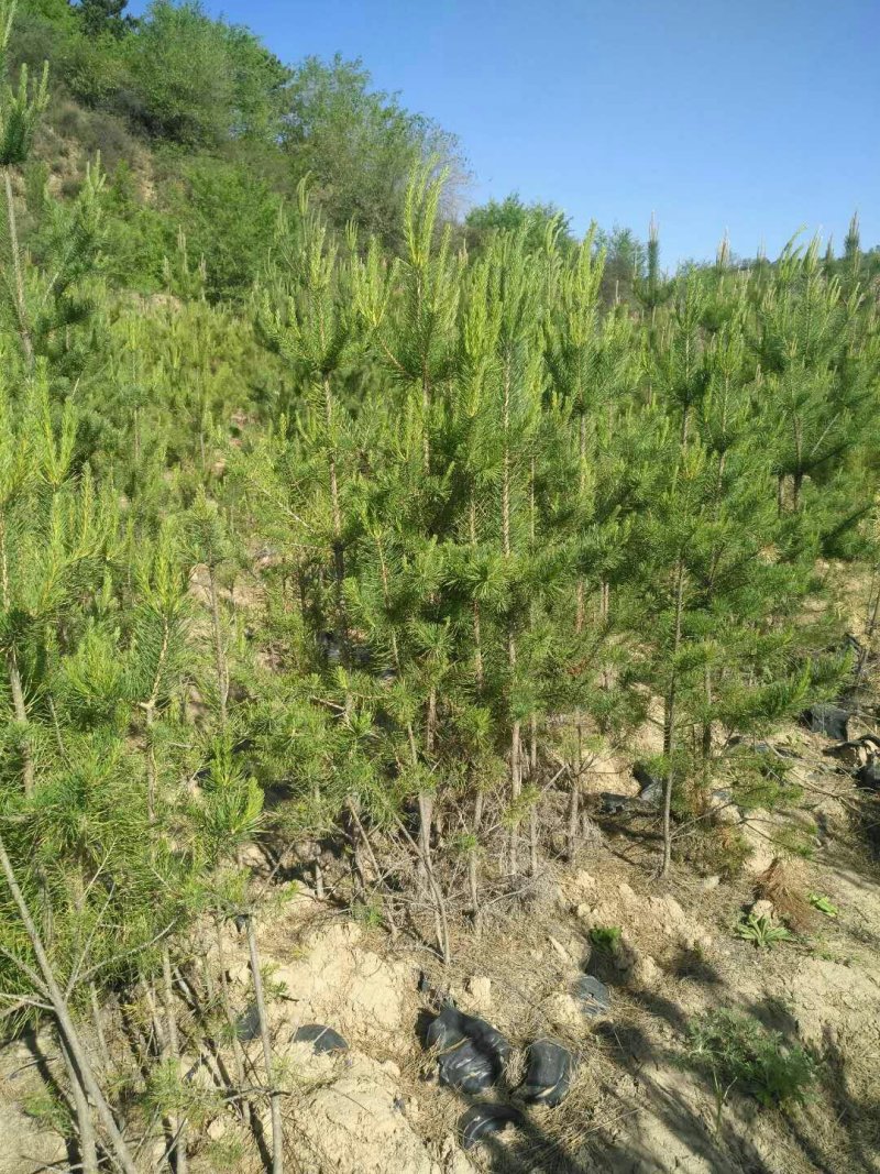 油松杯苗13*16的，营养带30公分左右的产地直销量大
