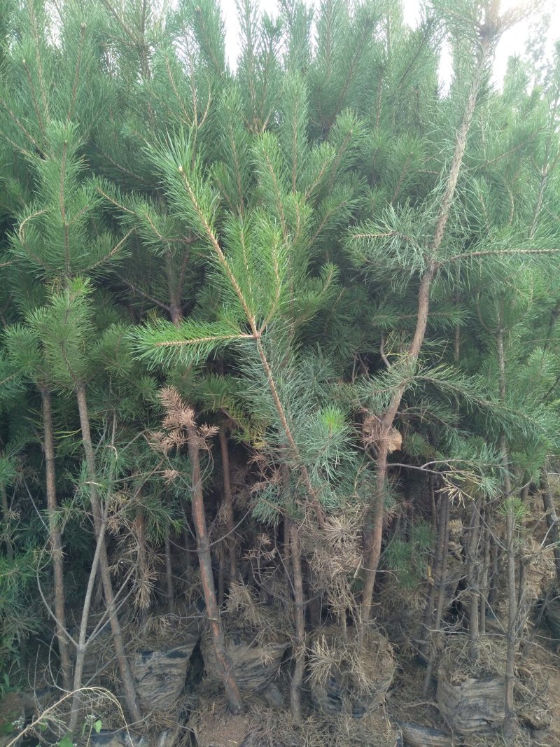 油松杯苗13*16的，营养带30公分左右的产地直销量大