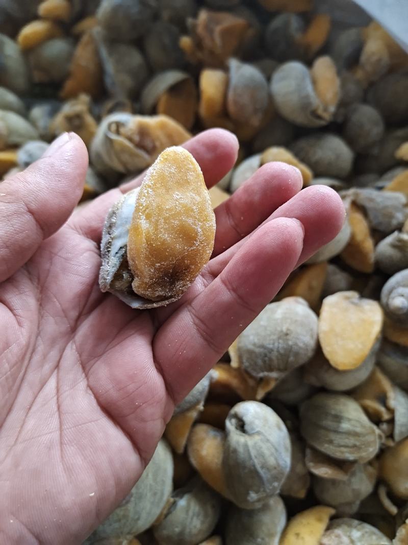 网红鲍螺纯干冰货也叫漂烫假鲍鱼