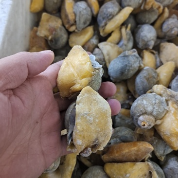网红鲍螺纯干冰货也叫漂烫假鲍鱼