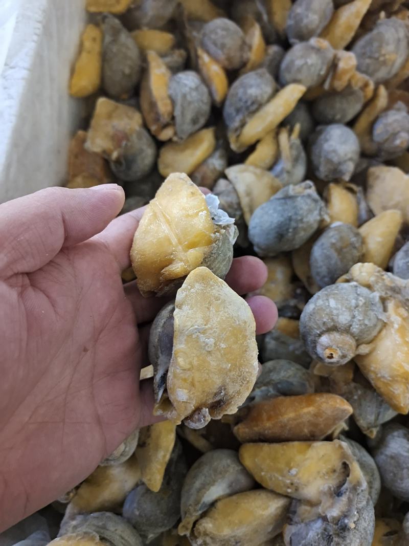 网红鲍螺纯干冰货也叫漂烫假鲍鱼