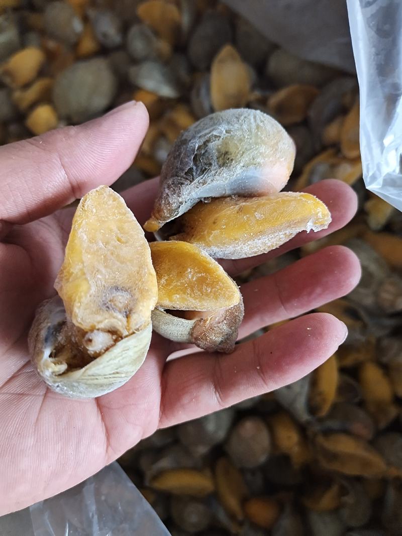 网红鲍螺纯干冰货也叫漂烫假鲍鱼