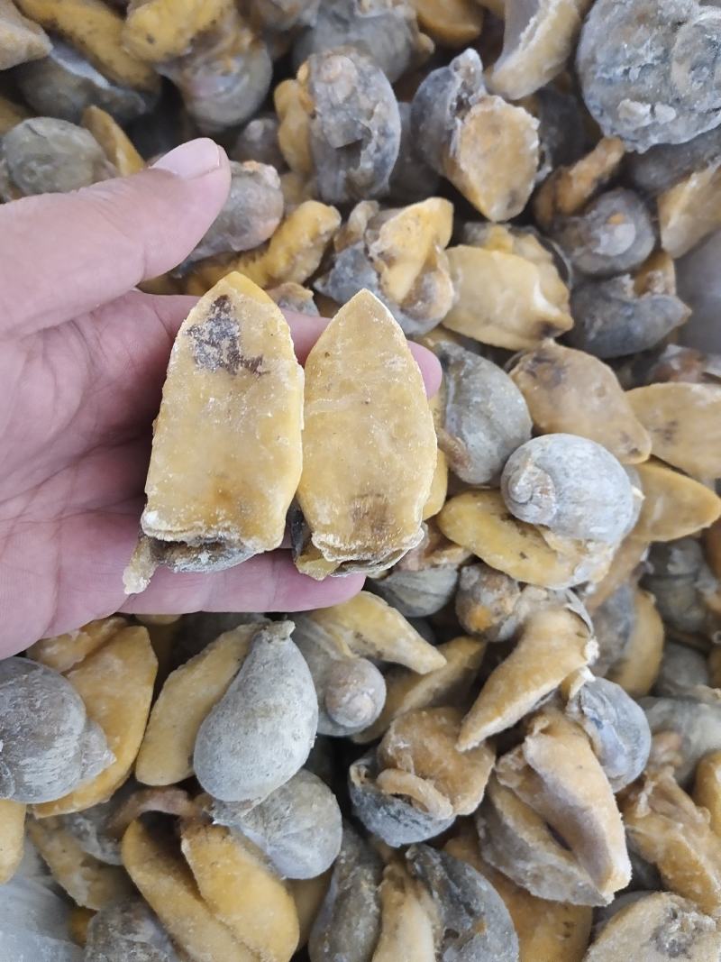 网红鲍螺纯干冰货也叫漂烫假鲍鱼