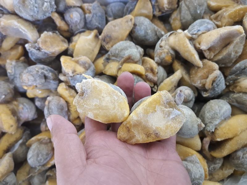网红鲍螺纯干冰货也叫漂烫假鲍鱼