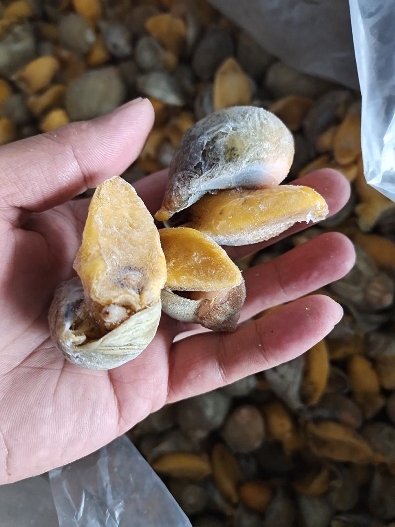网红鲍螺纯干冰货也叫漂烫假鲍鱼