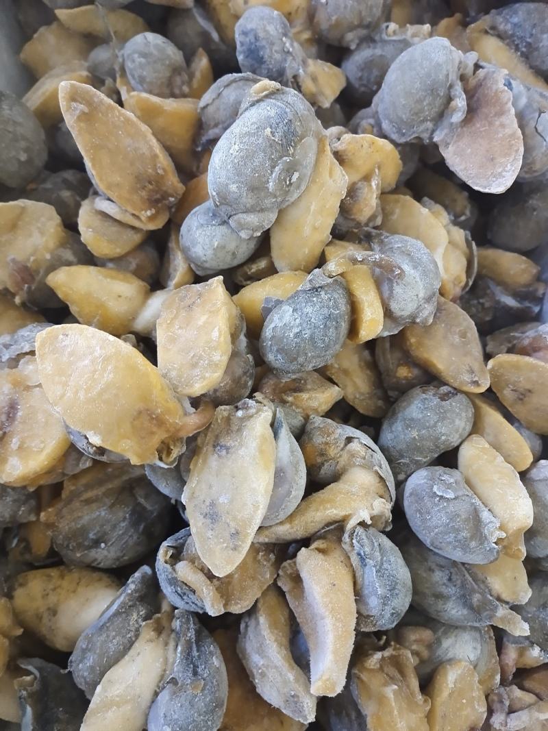 网红鲍螺纯干冰货也叫漂烫假鲍鱼