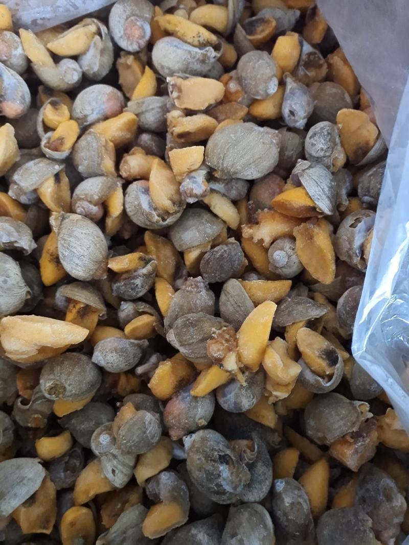 网红鲍螺纯干冰货也叫漂烫假鲍鱼