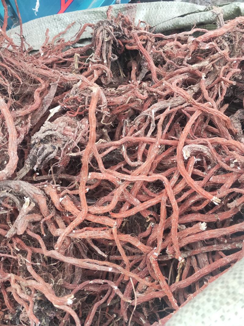 丹参种苗基地供应购销各种中药材，丹参基地直销