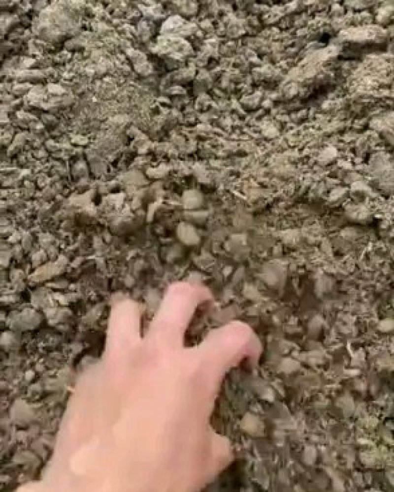 鹌鹑粪颗粒有机肥颗粒鹌鹑粪块状鹌鹑粪肥料