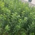 明月苹果一刀两刀苗，早熟鲁丽苹果苗苹果苗