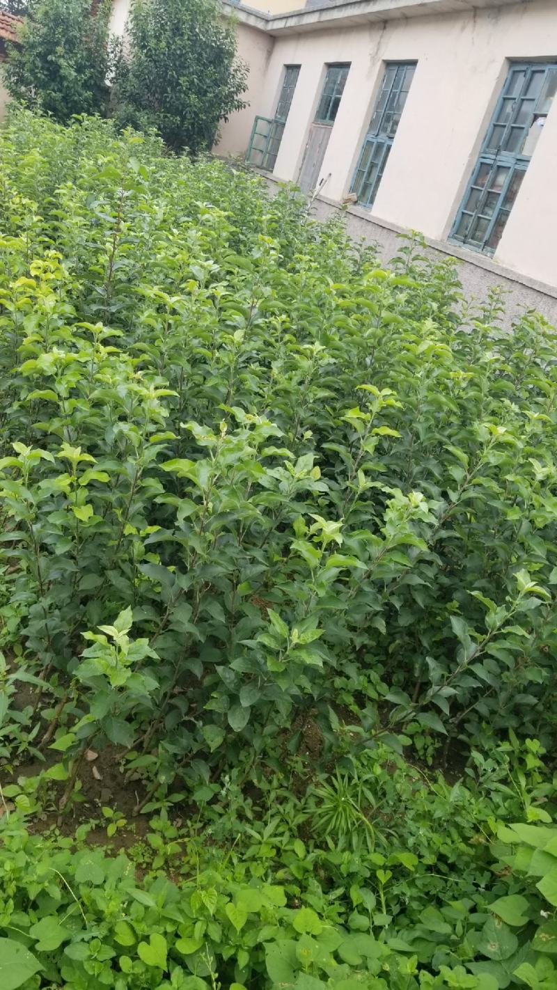 明月苹果一刀两刀苗，早熟鲁丽苹果苗苹果苗