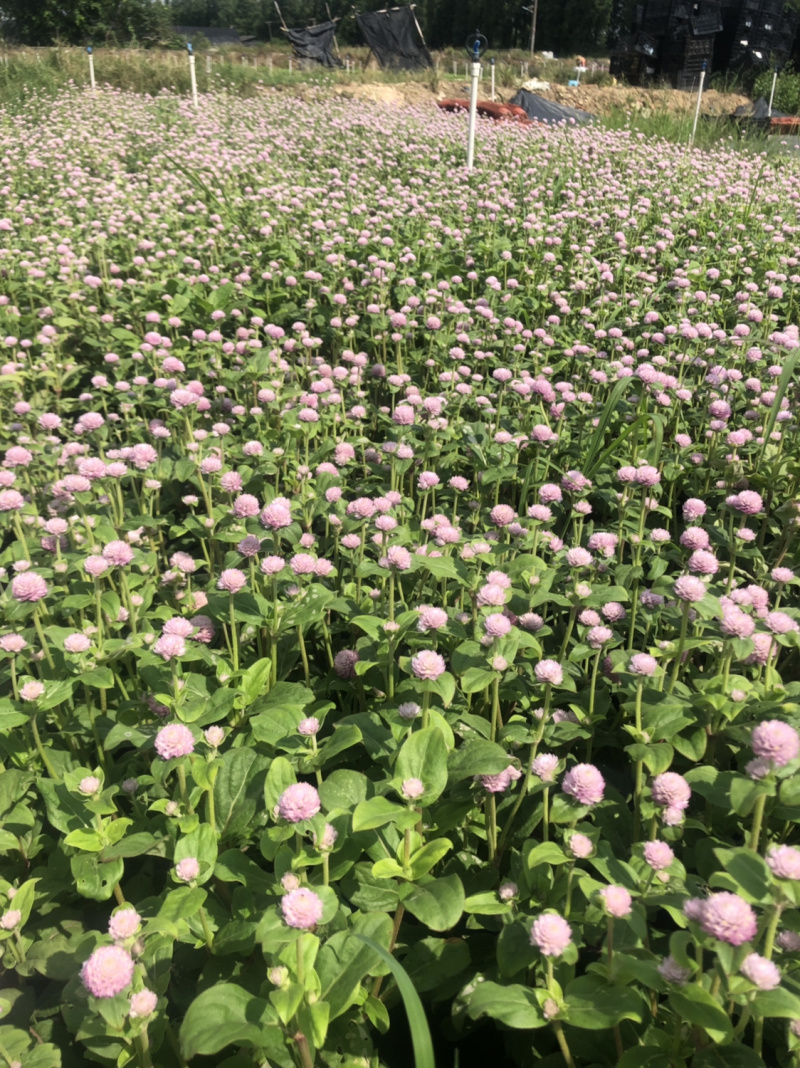 大量现货泥碳土时花