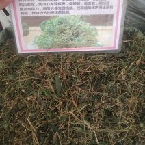 广西玉林精选货~绞股蓝～甜绞股蓝～新货～欢迎老板选购～