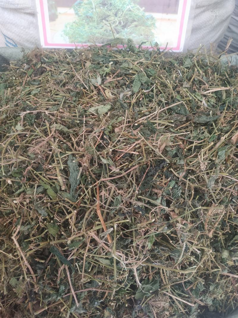 广西玉林精选货~绞股蓝～甜绞股蓝～新货～欢迎老板选购～