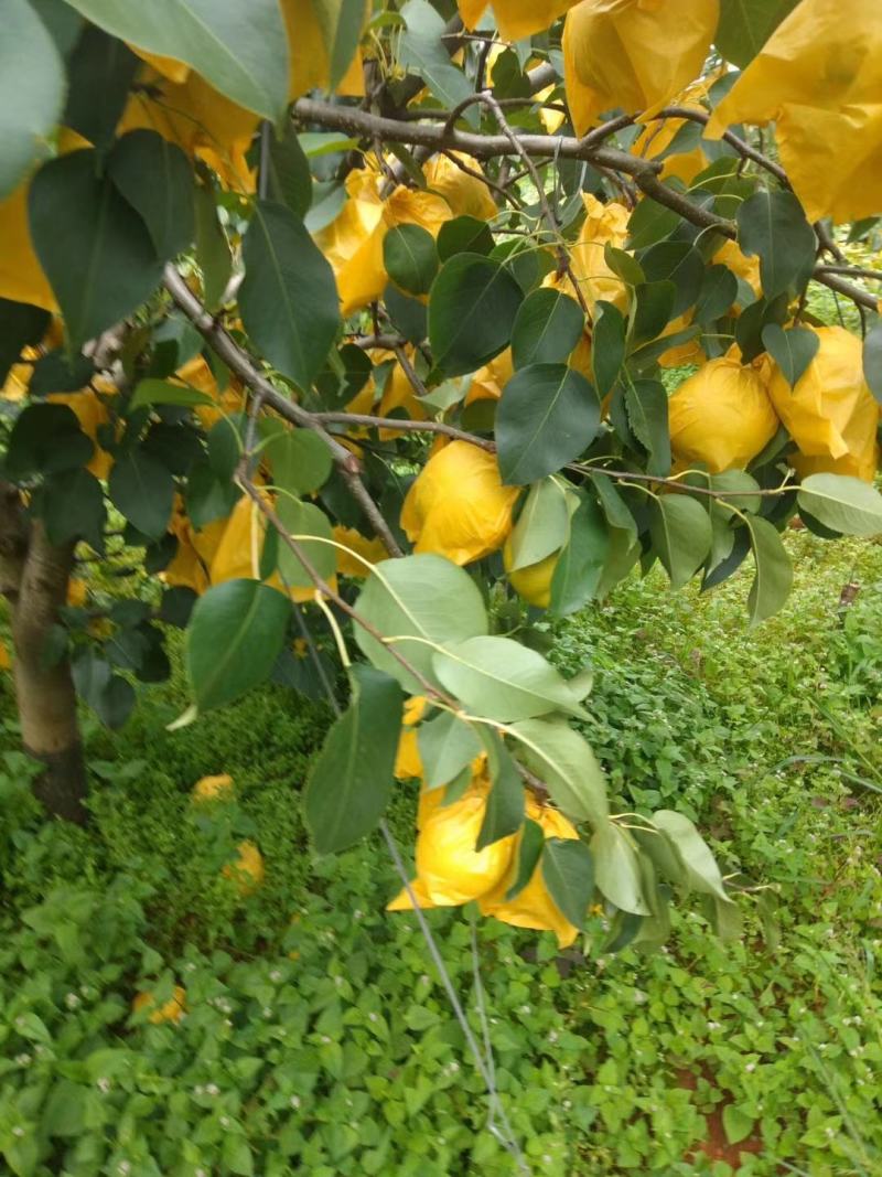 梨青梨红河泸西县高原雪花梨