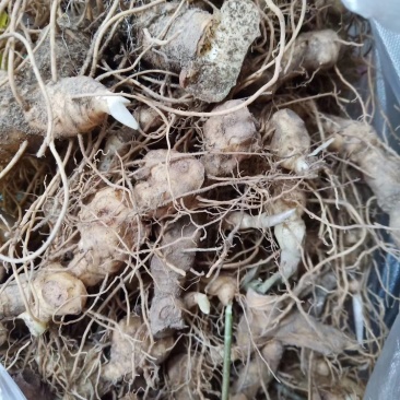多花倒苗姜型黄精芽头，大量供应优质芽头统货