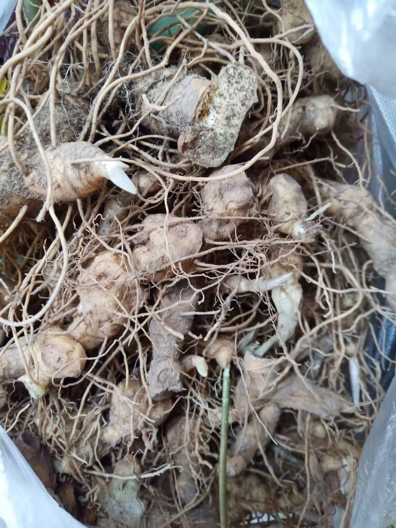 多花倒苗姜型黄精芽头，大量供应优质芽头统货