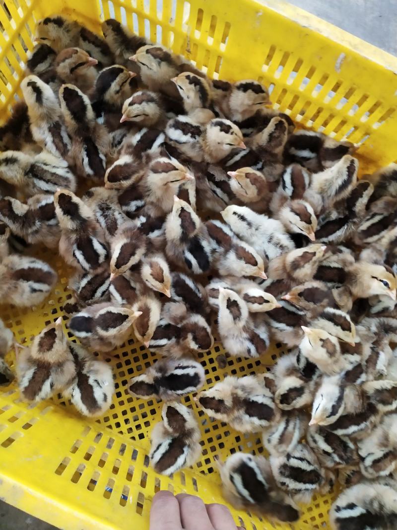 鸡苗黑瑶鸡苗包疫苗包成活厂家直销