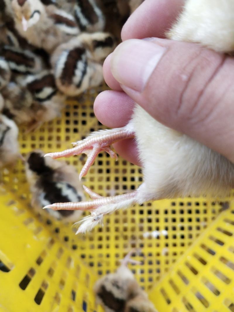 鸡苗黑瑶鸡苗包疫苗包成活厂家直销