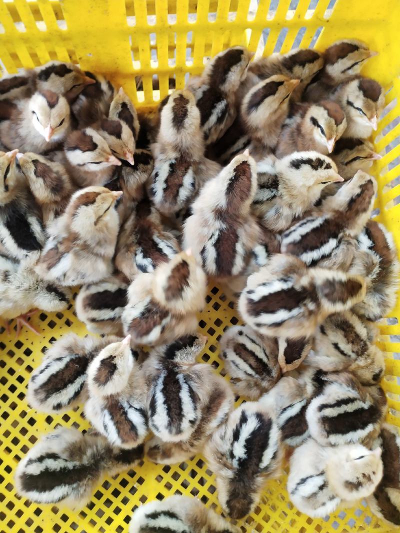 鸡苗黑瑶鸡苗包疫苗包成活厂家直销