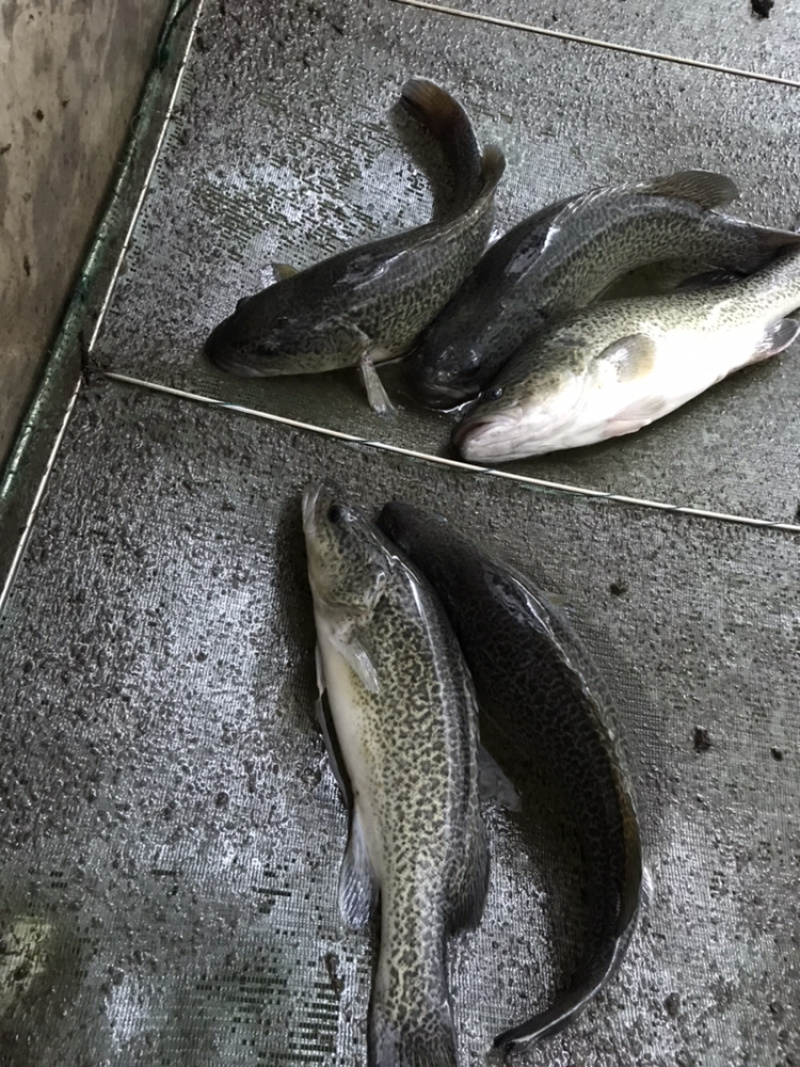 淡水石斑—鲈科—龙纹斑。