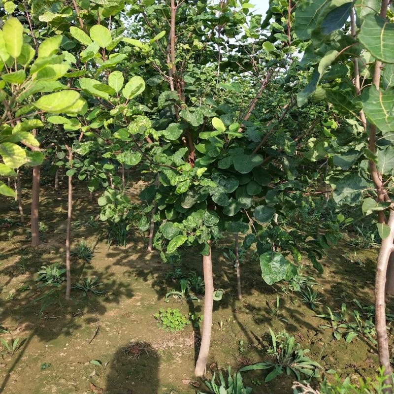 黄栌丛生黄栌大卜黄栌产地直销可看货