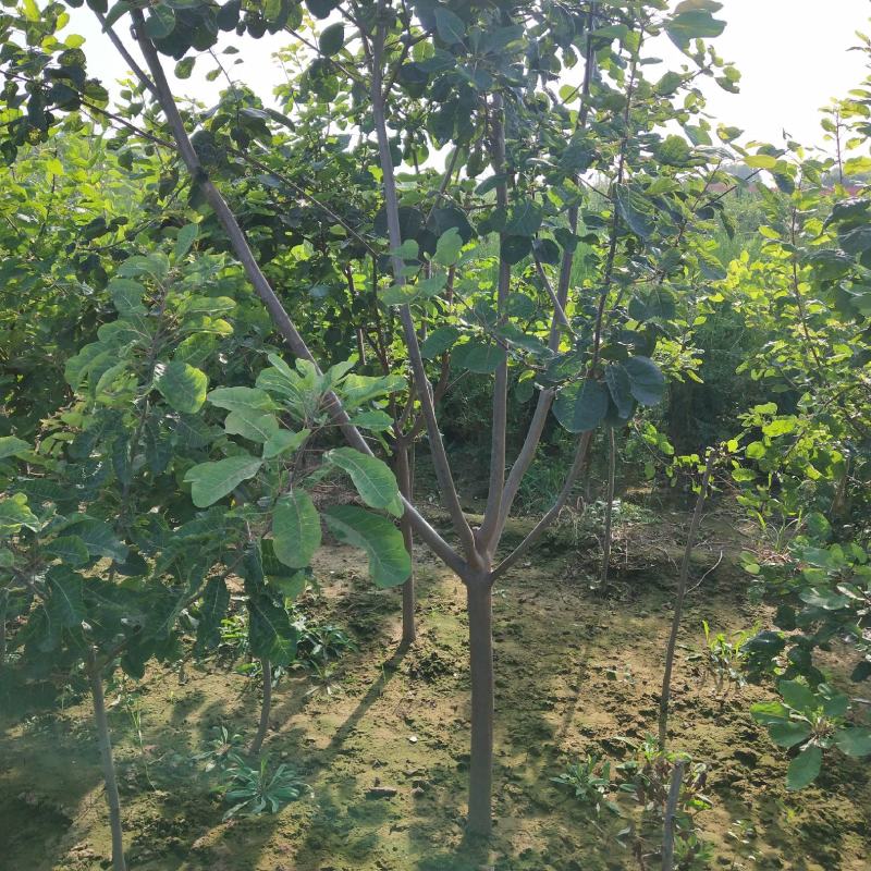 黄栌丛生黄栌大卜黄栌产地直销可看货