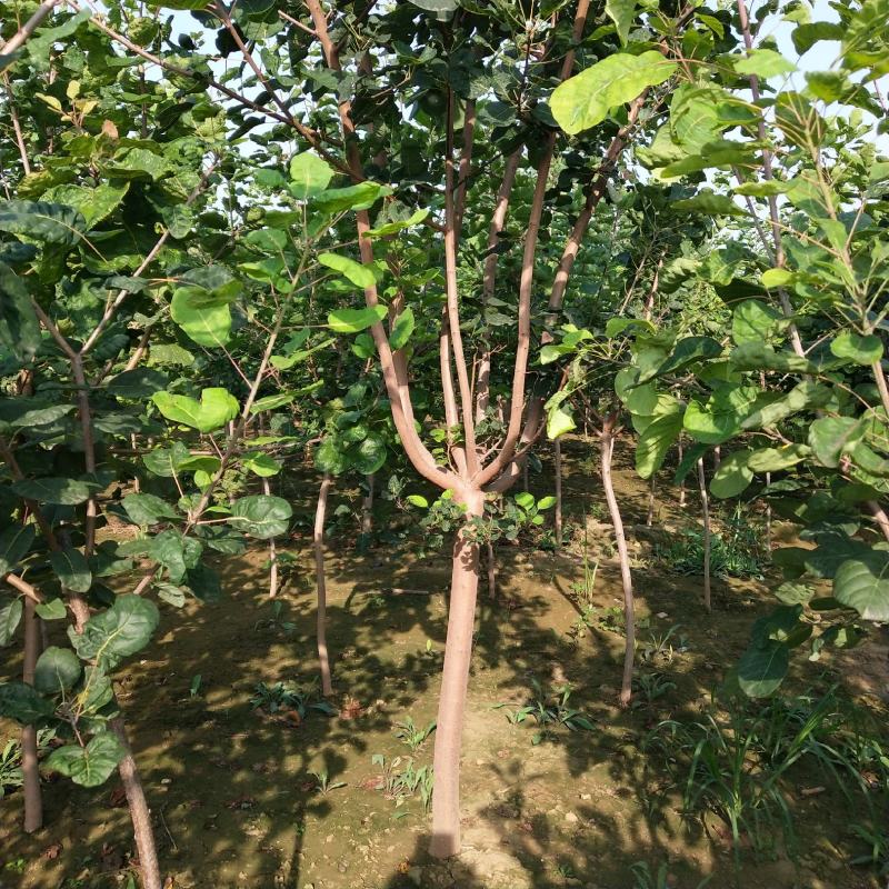 黄栌丛生黄栌大卜黄栌产地直销可看货