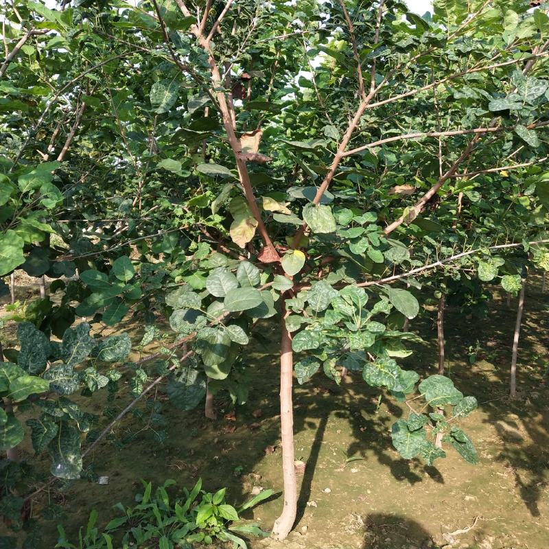 黄栌丛生黄栌大卜黄栌产地直销可看货