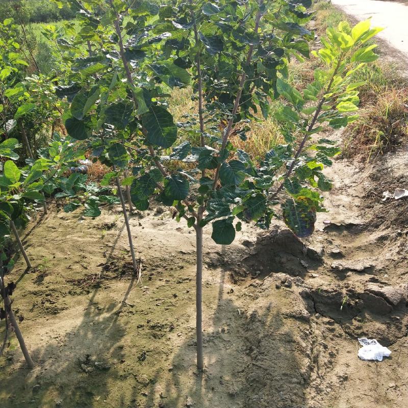 黄栌丛生黄栌大卜黄栌产地直销可看货