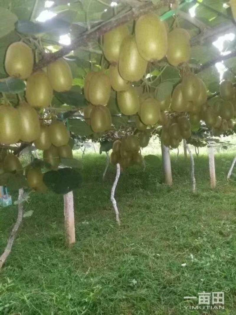 猕猴桃徐香，金桃，金艳，华优，海华德大量上市中