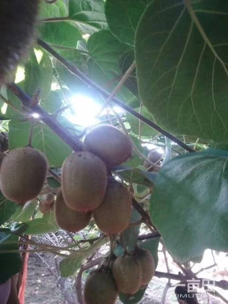 猕猴桃徐香，金桃，金艳，华优，海华德大量上市中