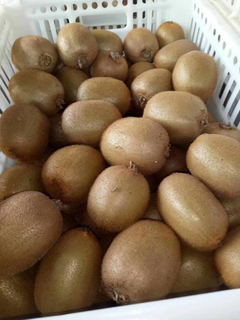 猕猴桃徐香，金桃，金艳，华优，海华德大量上市中