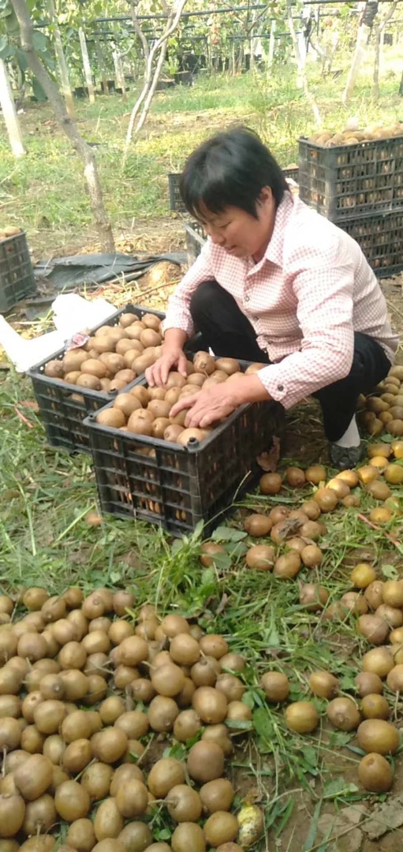 猕猴桃徐香，金桃，金艳，华优，海华德大量上市中