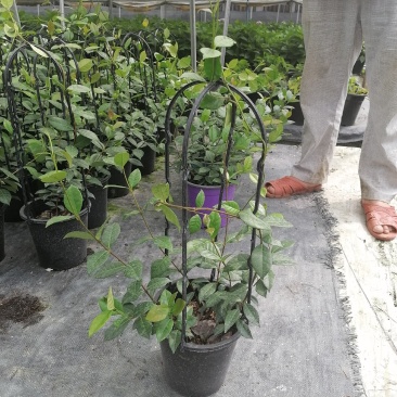 视频看风车茉莉盆苗基地培育批发风车茉莉风车茉莉报价
