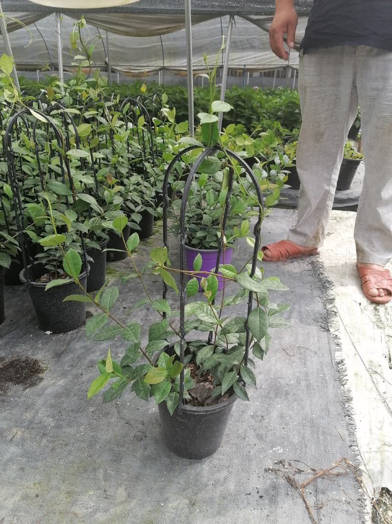 视频看风车茉莉盆苗基地培育批发风车茉莉风车茉莉报价