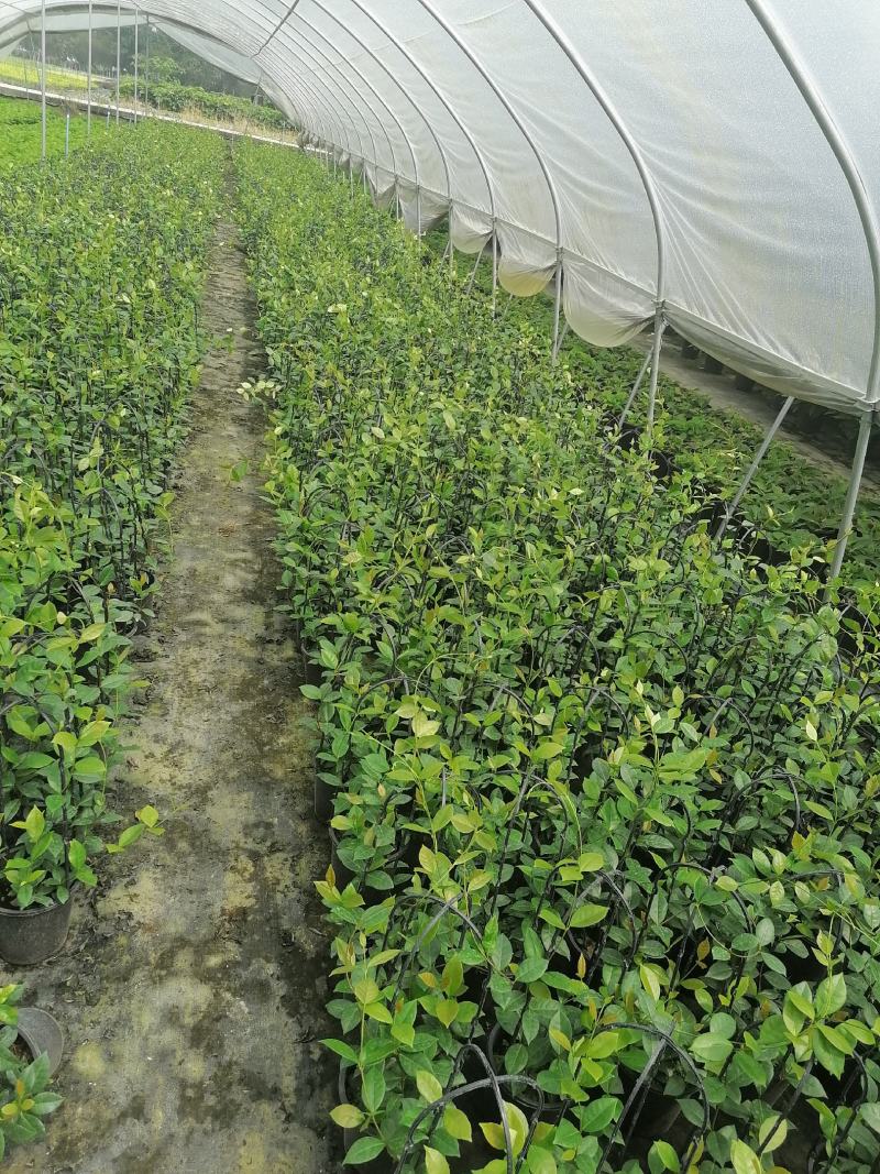 视频看风车茉莉盆苗基地培育批发风车茉莉风车茉莉报价