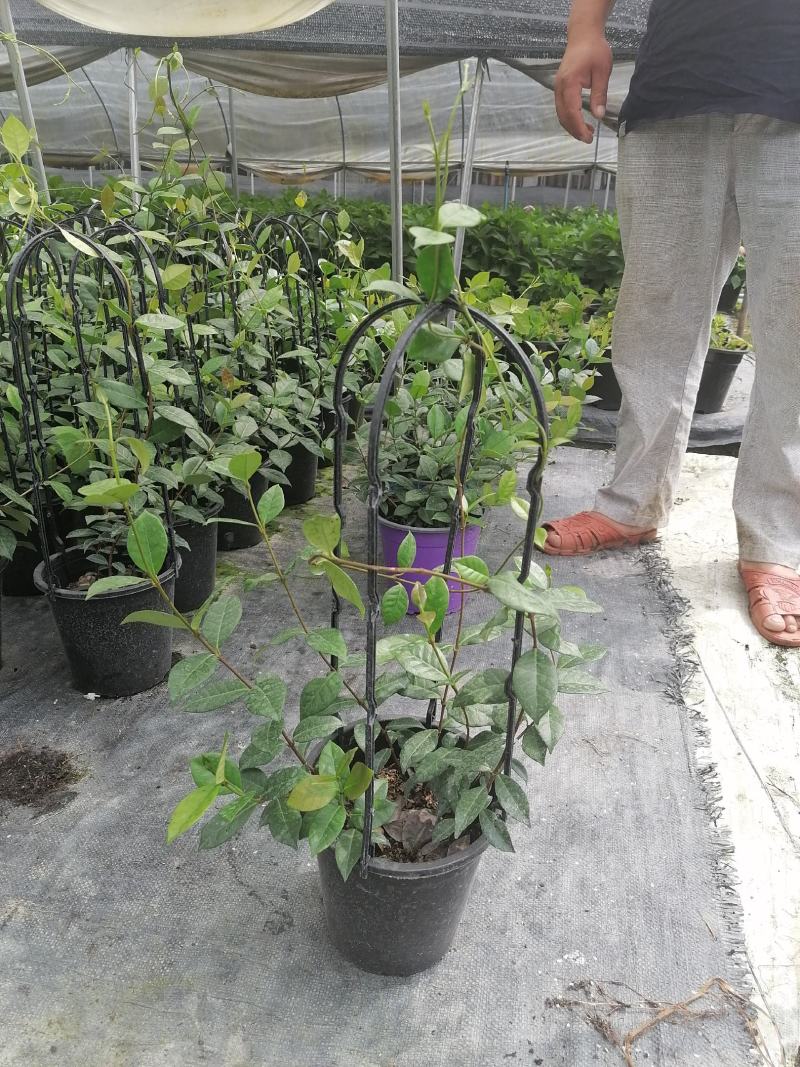 视频看风车茉莉盆苗基地培育批发风车茉莉风车茉莉报价