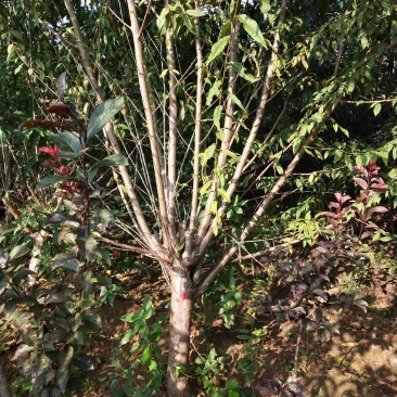 碧桃树红叶碧桃绿叶碧桃产地直销