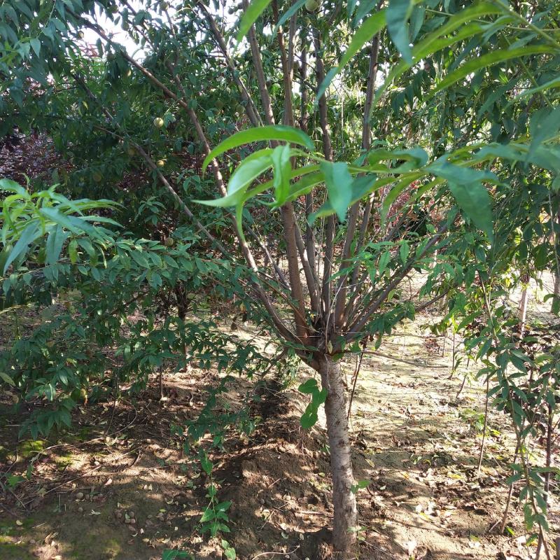 碧桃树红叶碧桃绿叶碧桃产地直销