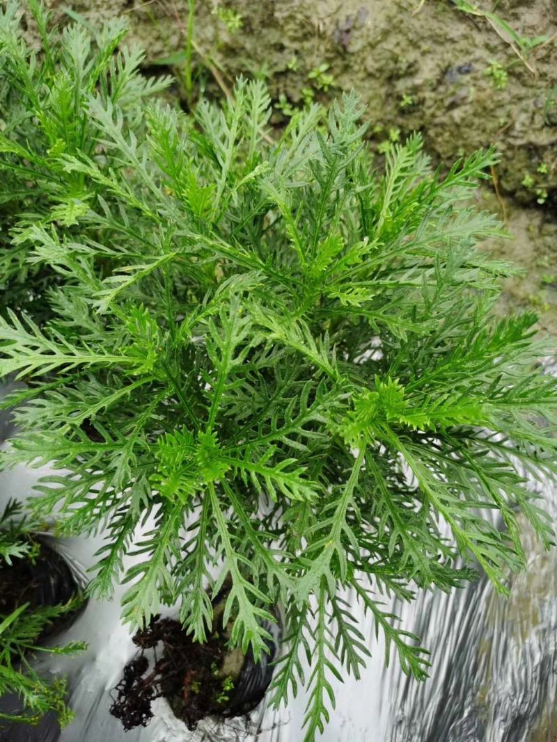 黄金菊杯苗冠幅30公分高度30公分，量大从优