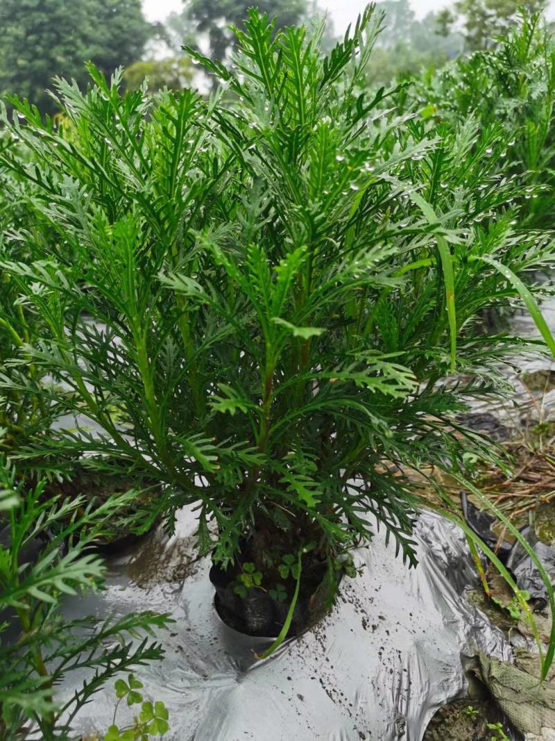 黄金菊杯苗冠幅30公分高度30公分，量大从优