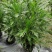 黄金菊杯苗冠幅30公分高度30公分，量大从优