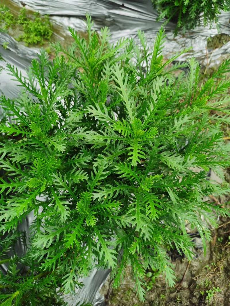 黄金菊杯苗冠幅30公分高度30公分，量大从优