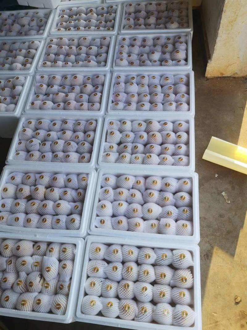 人参果高品质大量上市
