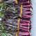 油亮七星剑红菜苔种子中熟耐寒性极强中柄及叶脉油亮紫红色