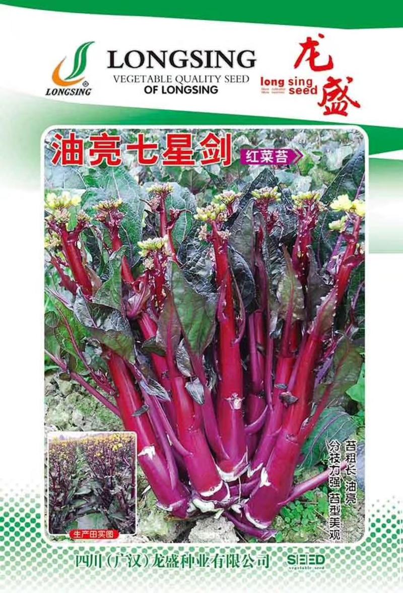 油亮七星剑红菜苔种子中熟耐寒性极强中柄及叶脉油亮紫红色